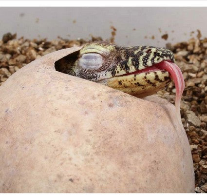 Kraken the Komodo Dragon