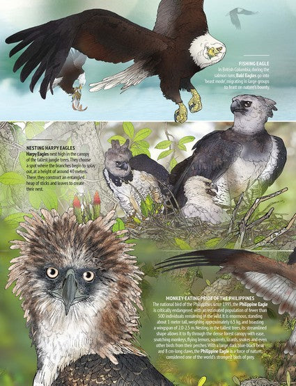 Myke Mollard's Birds of Prey