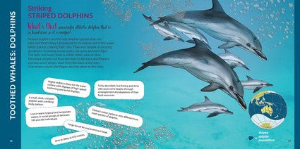What's That? Australian Whales, Dolphins & Porpoises