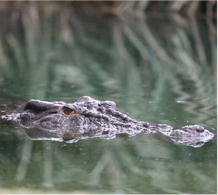 Elvis the Crocodile