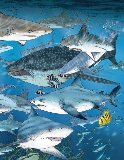 Wildlife of Australia's Great Barrier Reef