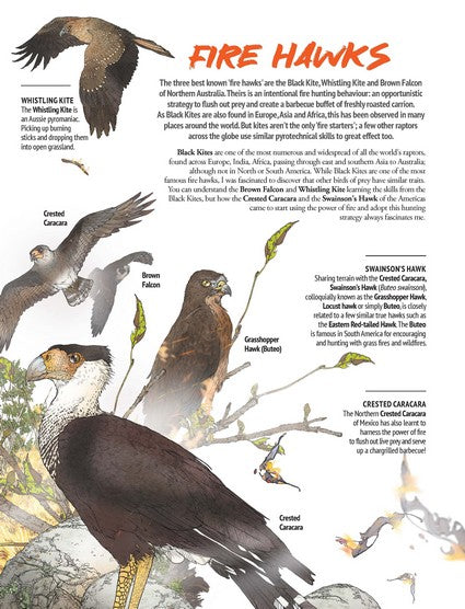 Myke Mollard's Birds of Prey