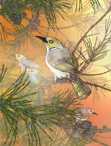 Australian Outback Birds