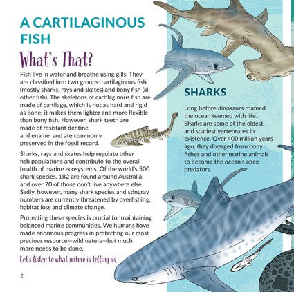 What's That? Australian Sharks, Rays & Skates
