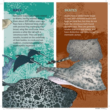 What's That? Australian Sharks, Rays & Skates