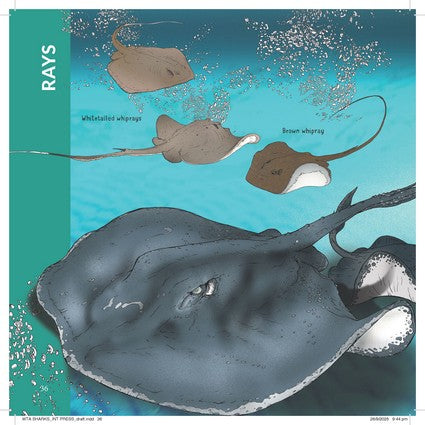 What's That? Australian Sharks, Rays & Skates