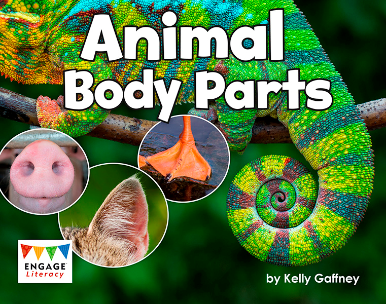 Animal Body Parts ( L10)