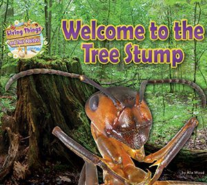 Welcome to the Tree Stump