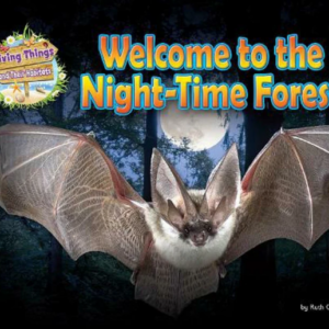 Welcome to the Night-Time Forest